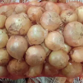 Лук репчатый